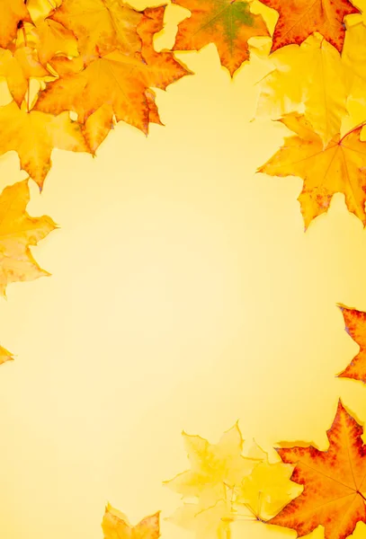 Frame Beautiful Fall Maple Leaves Yellow Background Empty Blank Greeting — Stock Photo, Image