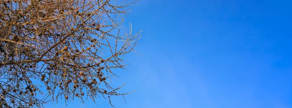 Wide spring nature banner with brown bare larch branches with small young green buds against blue sky with copy space.