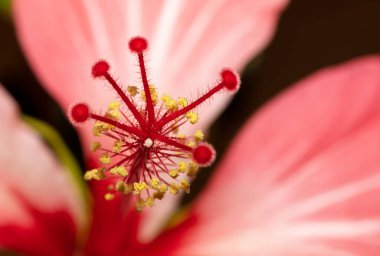 Çiçekli makro fotoğraf. Erkek organı ve erkek organın kırmızı gül poleniyle yakın çekim bölümü..