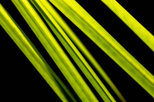 Primo piano parte di foglie di palma verde su sfondo nero. — Foto Stock