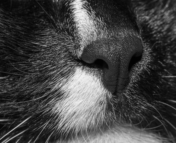 Крупным планом часть морды черно-белой кошки. Черно-белое фото. — стоковое фото