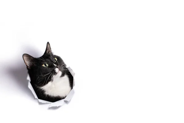 Beyaz kağıtta siyah-beyaz bir kedi kafası var ve şaşkınlıkla yukarı bakıyor..