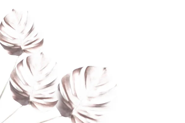 Fundo branco na moda com três silhuetas de borrão indistintas de folhas exóticas de monstera de palma tropical e espaço de cópia. — Fotografia de Stock