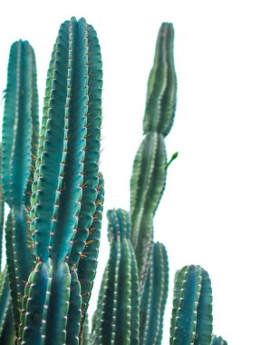 Beyaz arka planda yeşil kaktüs