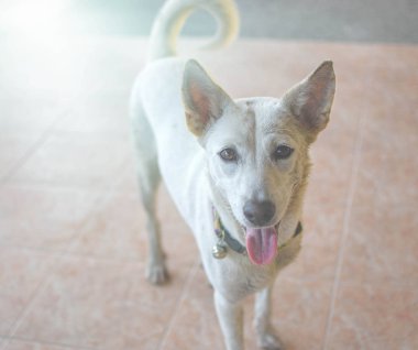 Beyaz köpek yol kenarında yürüyor