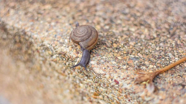 Little snails are walking around. — Stock Photo, Image