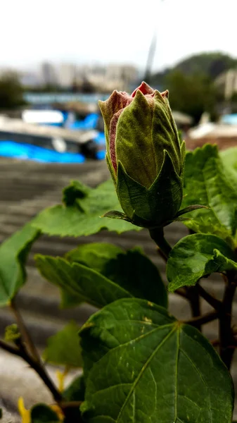 Bourgeon de fleur d'Hibiscus est juste floraison en été — Photo