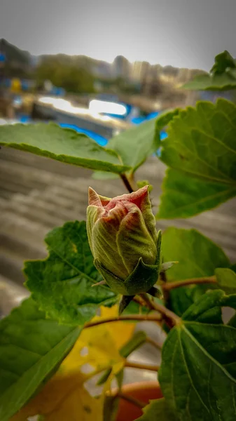 Bourgeon de fleur d'Hibiscus est juste floraison en été — Photo