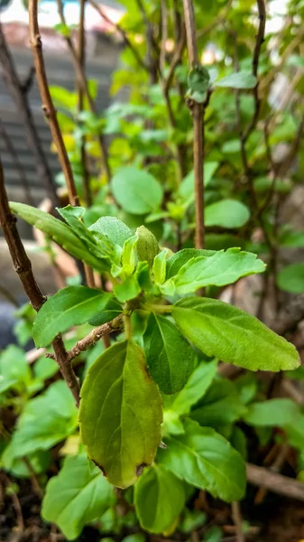 Petite plante de basilic avec feuilles vertes gros plan — Photo