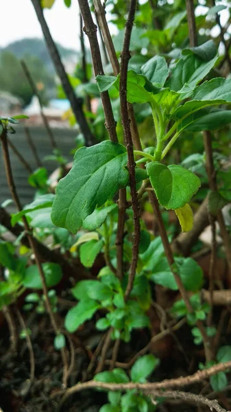 Mała bazylia z zielonymi liśćmi zbliżenie — Zdjęcie stockowe