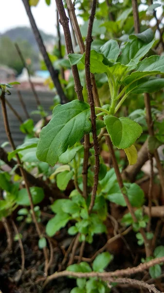 Petite plante de basilic avec feuilles vertes gros plan — Photo