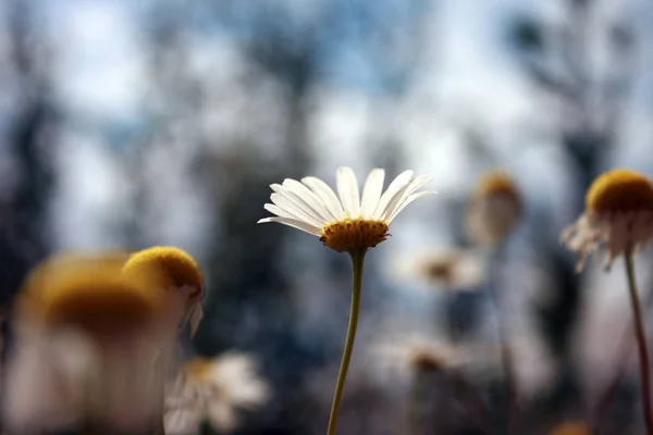 Klasyczne Makro Ale Moim Wydaniu — Stock fotografie