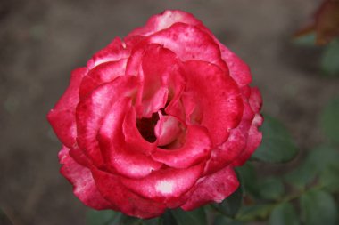 Kırmızı gül, birkaç yaprakbir Tomurcuk.