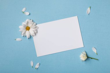 Bahar üst görünüm kompozisyon: boş sabit şablon / davetiye mockup, sarı kalpli beyaz çiçekler, etrafında dağınık yaprakları. Metin için kopya alanı ile gökyüzü mavi arka plan. Düz yatıyordu.
