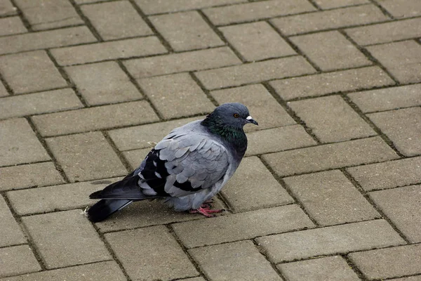 Colombe Bleue Sur Fond Dalles Pavage — Photo