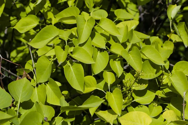 Arka plan koyu yeşil renk leylak yaprakları oluşur.