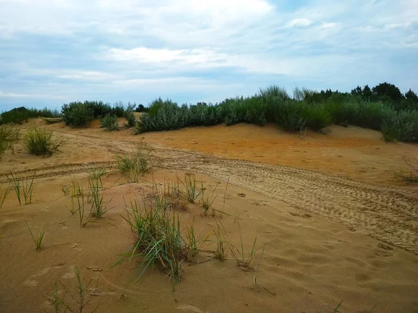 Yazın parkta yapay maddeden yapılmış hayvan figürleri..