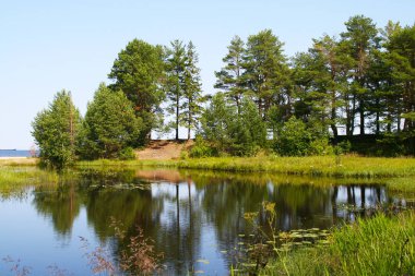 Ağaçların arka planında nilüferler ve sazlıklar olan orman gölü manzarası.