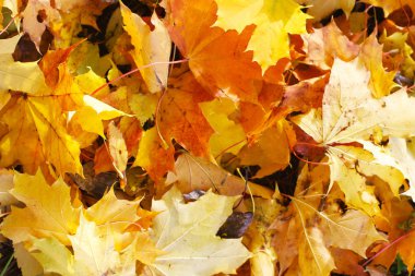 Background of yellow orange maple leaves close-up.