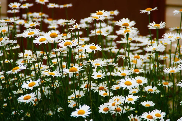Yazın çiçek açan papatyalardan oluşan bir tarla..