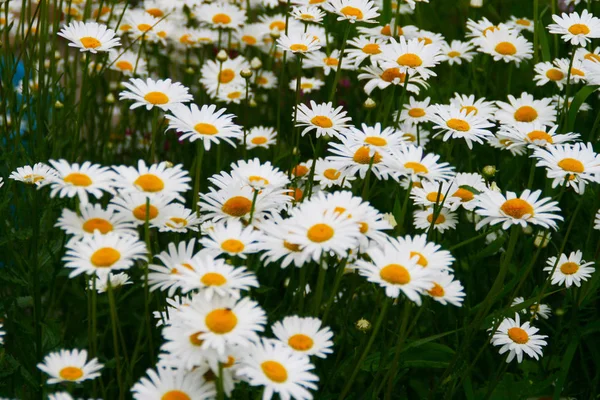 Background Flowering Camomiles Close White Petals — Stock Photo, Image