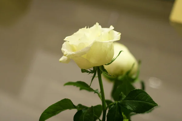 Bulanık gri arka planda yeşil yapraklı beyaz güller.