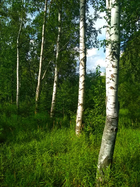 Parkta taze yaprakları olan birkaç beyaz huş ağacı..