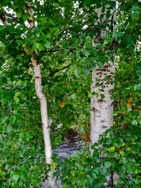 Kalın yeşil yapraklı iki ağaç kabuğu.