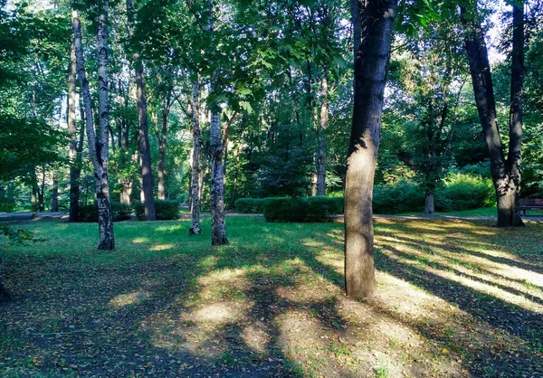 Sonbahar parkında sabah. Güneş ışınları ağaçları delip geçiyor..