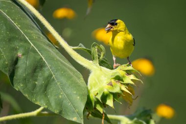 Erkek Amerikan ispinozunun yaklaşması ayçiçeğinin üzerine tünemiş tohumları yiyor..