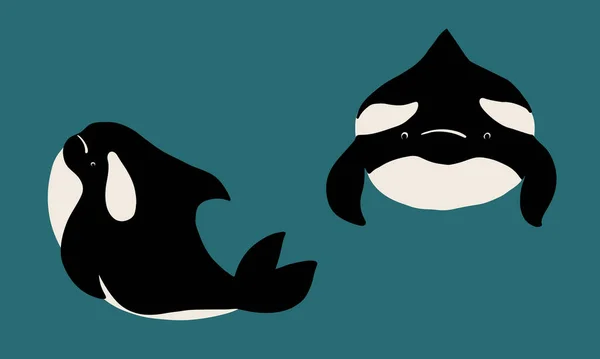 可爱的扁平虎鲸画 可爱的小漫画Orca矢量插图 带有字母的幼稚稀有野生动物海洋概念 我必须生活在海洋中 — 图库矢量图片