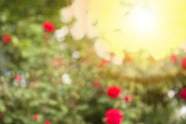 Blurred natural background green-red.Sunny roses garden, blurred nature background.Blur of red roses nature background in flower garden, Valentine\'s day festival, bright blurry background.
