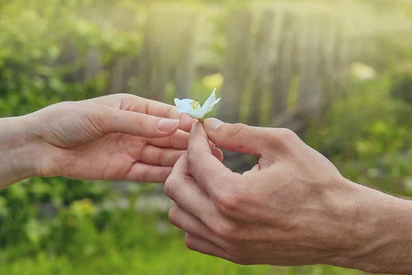 Male hand gives a white flower to a woman. Flower in the hands. Chubushnik Philadelphus. Flower as a gift and a symbol of love concept.Hand of a man and a flower on a natural background.