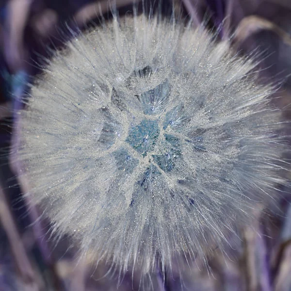 Tragopogon Pratensis Grote Paardenbloem Met Pluizige Zaden Dauw Gevoelige Natuurlijke — Stockfoto