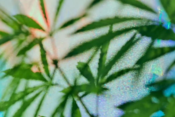 Unscharfer Hintergrund Mit Konturen Von Hanfblättern Marihuana Der Sonne Grüne — Stockfoto