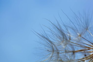 Tragopogon pratensis. Büyük bir karahindiba tohumunun güzel soyut makro fotoğrafı. Şemsiyeli tohumlara yakın çekim. Karahindiba tohumlarının sisli arkaplanı. Doğal mavi arkaplan.