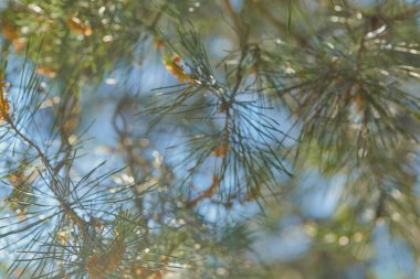 Arka planda mavi gökyüzü çam dallarıyla bulanık arkaplan. Bokeh Noel arkaplanı. Kart arkaplanı.