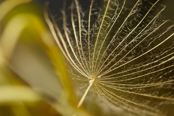 Blurred yellow dandelion seed background.Abstract blurred natural background.Abstract blurred natural background. Macro of dandelion seed in sunlight. Beautiful abstract image of beauty of nature.