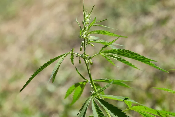 Background with hemp leaves. Silhouette of growing marijuana outdoors.Hemp. Marijuana leaves, hemp. Green leaves of hemp. Green natural background. Medicinal plant.