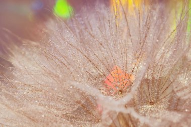 Karahindiba tohumları ve çiy damlaları yüzünden bulanık bir arkaplan. Tragopogon pratensis. Şemsiyeli tohumlar. Hassas pastel soyut arkaplan. Görüntü arka planda. Yumuşak odak.