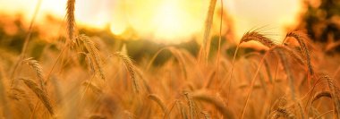 Kırmızı-turuncu doğal arka plan. İnanılmaz tarım günbatımı manzarası. Buğday tarlası doğal bir üründür. Altın buğday kulakları. Kırsal kesimde güneş ışığı altında. Yaz manzarası