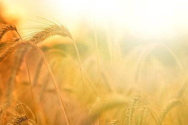 Buğday kulakları. Yaz sıcacık doğal arka plan. Buğday tarlası hasadı. Altın buğday kulakları. Buğday tarlası arka planının olgunlaşmış kulakları. Yumuşak odak. Parlak güneş ışığı altında kırsal alanlar..
