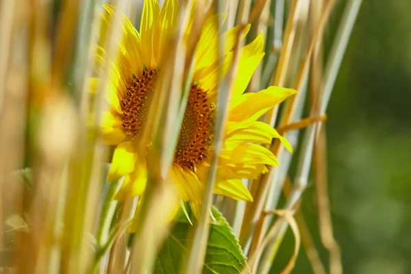 Fondo Borroso Natural Amarillo Verde Girasol Florece Hermosa Imagen Artística — Foto de Stock