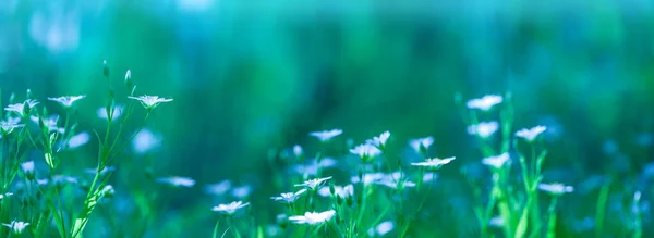 Natuurlijke Achtergrond Groene Blauwe Tinten Wazige Bloemenachtergrond Witte Bloemen Lente — Stockfoto