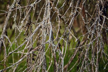 Kuru dalların soyut arkaplanı. Cadılar Bayramı için yosunlu orman ağacı dalları. Ormanda dokuma ağacı dalları. Karanlık gizemli doğa arka planı.