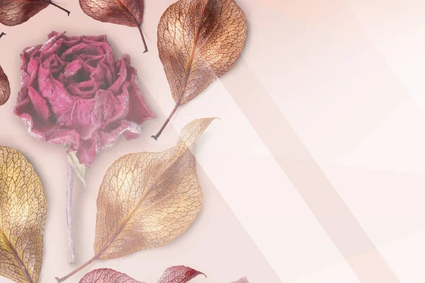 Golden autumn leaf and rose flower on a pastel pink background with copy space. Autumn, summer background Top view. Creative layout. Natural concept.Background for postcards Thanksgiving Day,