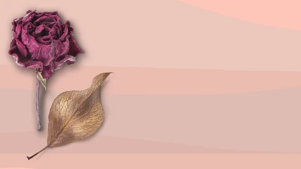 Золотистый Осенний Лист Сухой Красный Розовый Цветок Розовом Фоне Пространством — стоковое фото
