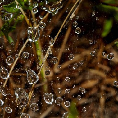 İnternette yağmur damlaları. Makro fotoğraf. Kahverengi tonlarda soyut doğal arkaplan. Temiz bir yakın çekimde çiy damlası düşer. Düşen yansıma.