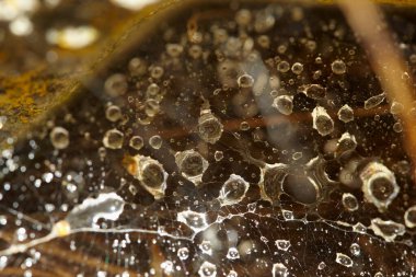 Bulanık arkaplan. Sonbahar arkaplanı. Bulanık örümcek ağlarını çiğ içinde kopyala. Parlak çiy damlalarıyla soyut. Sarı-kahverengi arka planda çiğ damlaları.