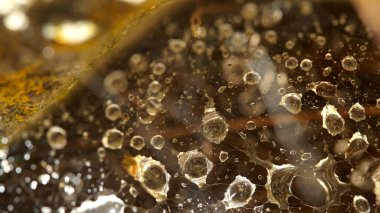 Bulanık arkaplan. Sonbahar arkaplanı. Bulanık örümcek ağlarını çiğ içinde kopyala. Parlak çiy damlalarıyla soyut. Sarı-kahverengi arka planda çiğ damlaları.